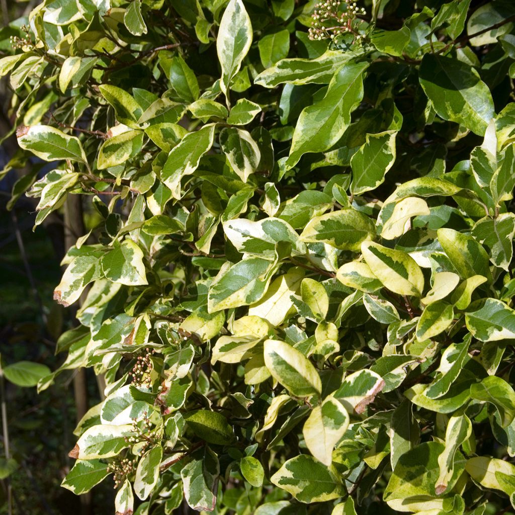 Laakeriheisi Variegatum