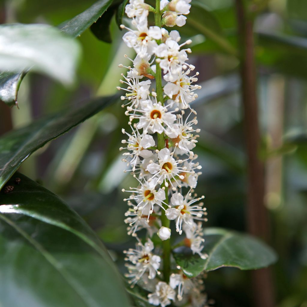 Laakerikirsikka Caucasica