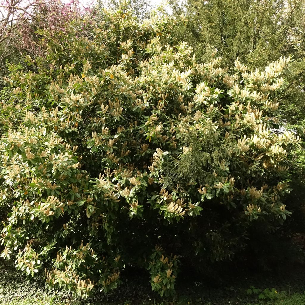 Laakerikirsikka Caucasica
