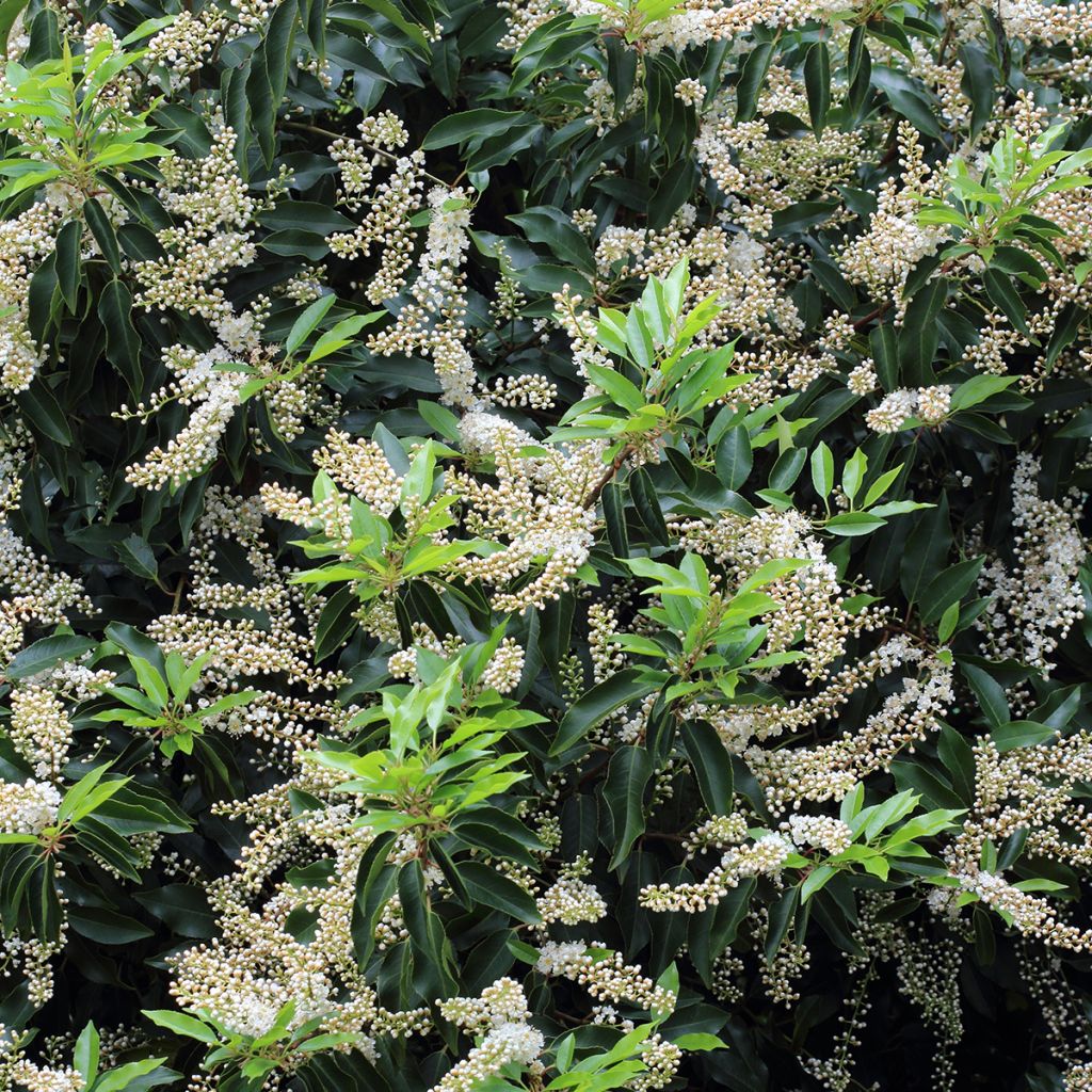 Portugalinlaakerikirsikka Angustifolia