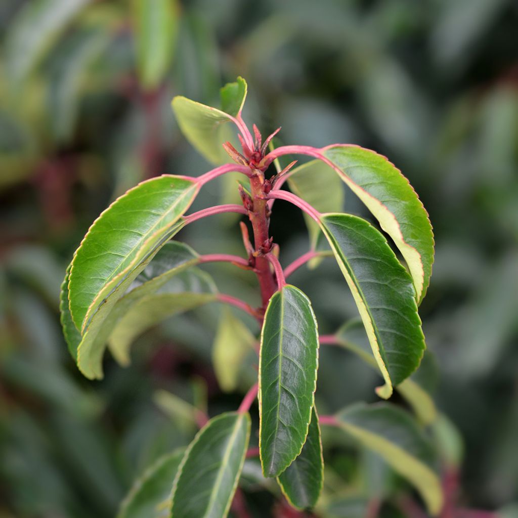 Portugalinlaakerikirsikka Angustifolia
