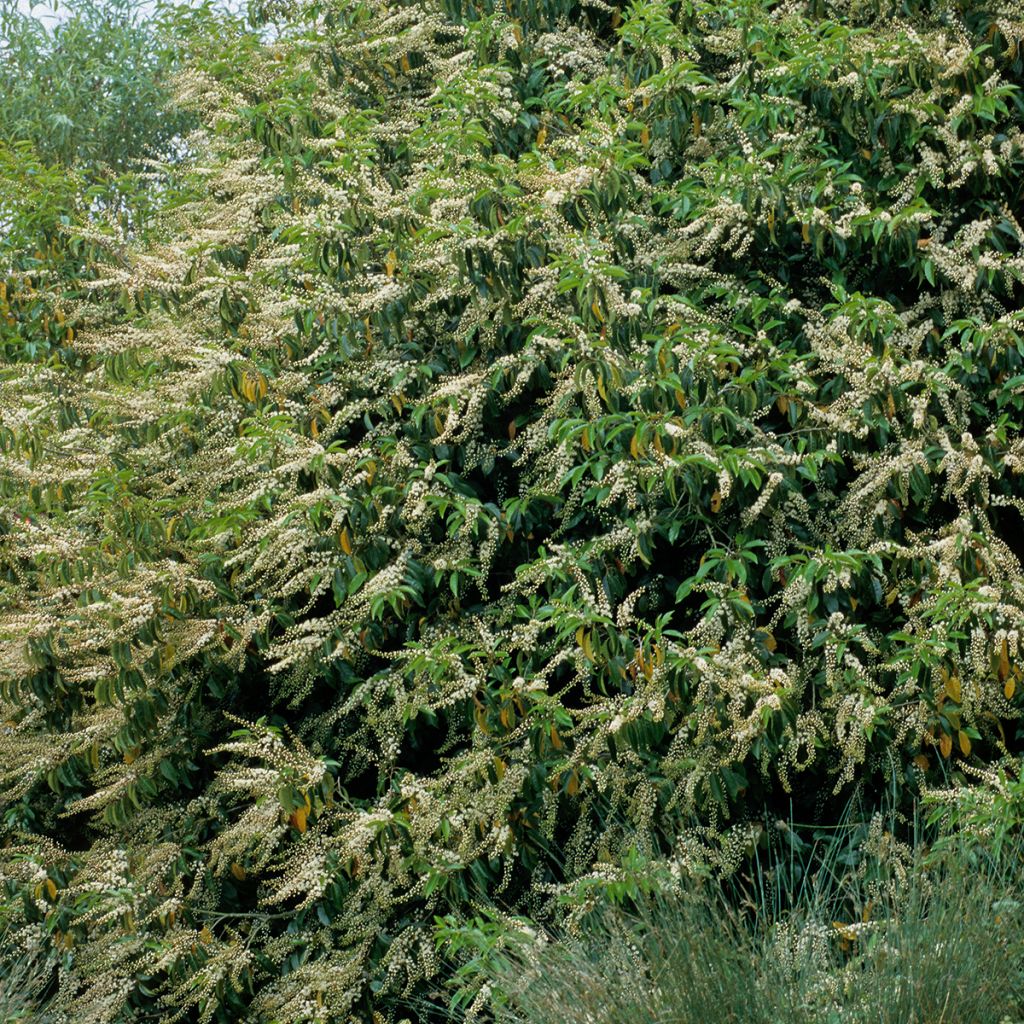 Portugalinlaakerikirsikka - Prunus lusitanica