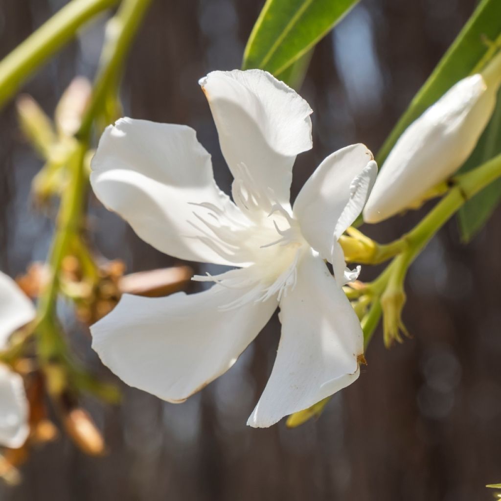 Oleanteri Blanc