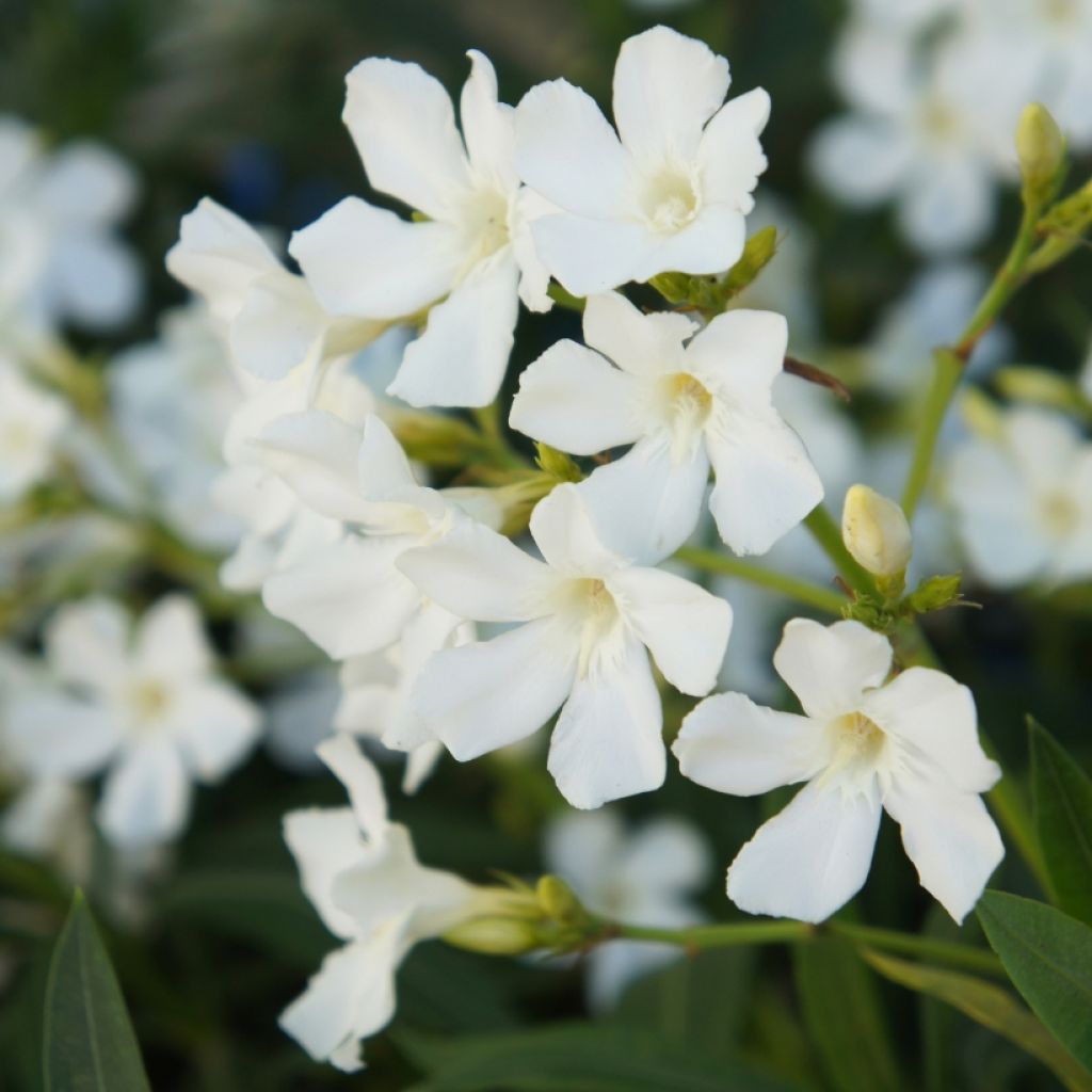 Oleanteri Blanc