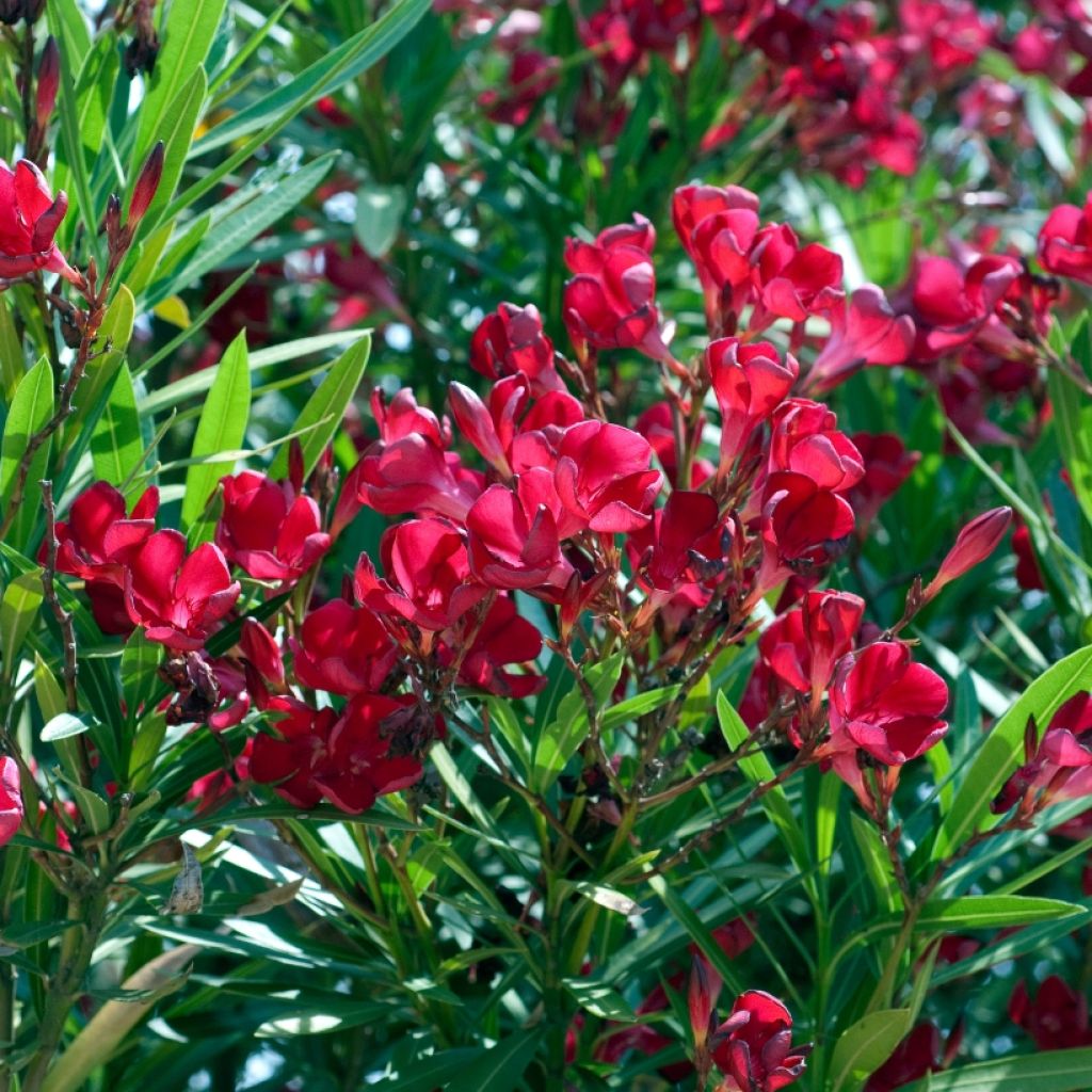 Oleanteri Rouge Simple