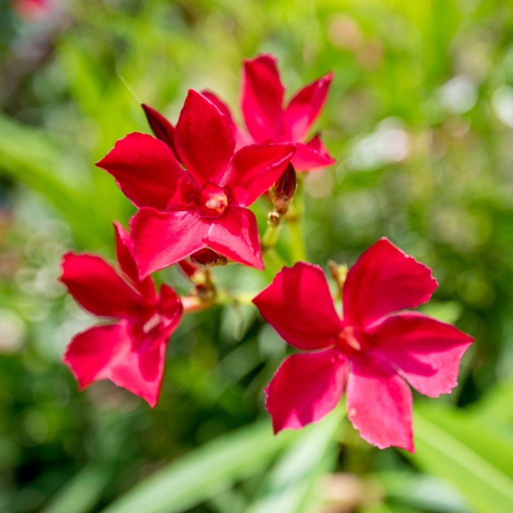 Oleanteri Rouge Simple