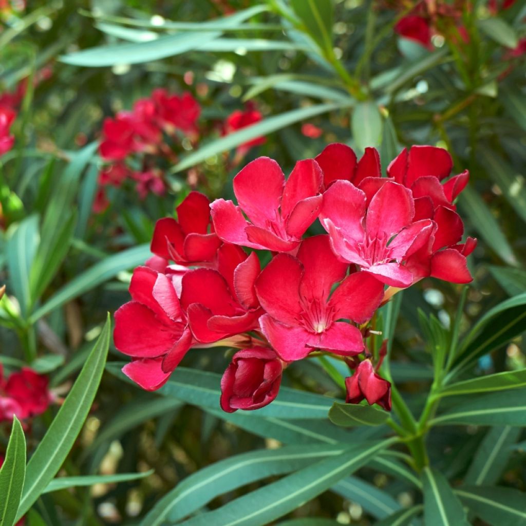 Oleanteri Rouge Simple
