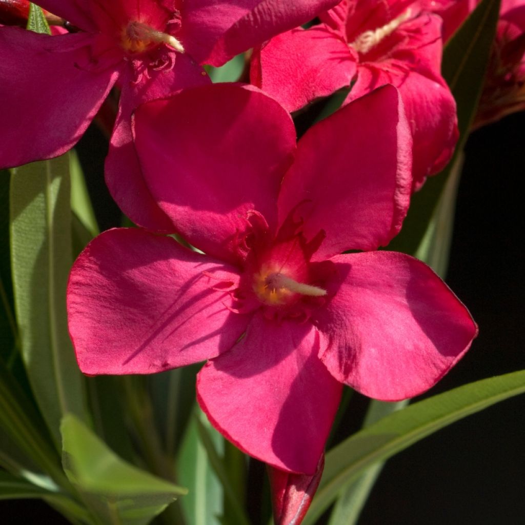 Oleanteri Rouge Simple