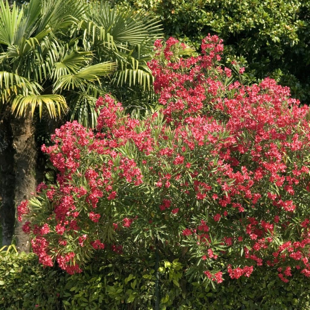 Oleanteri Rouge Simple