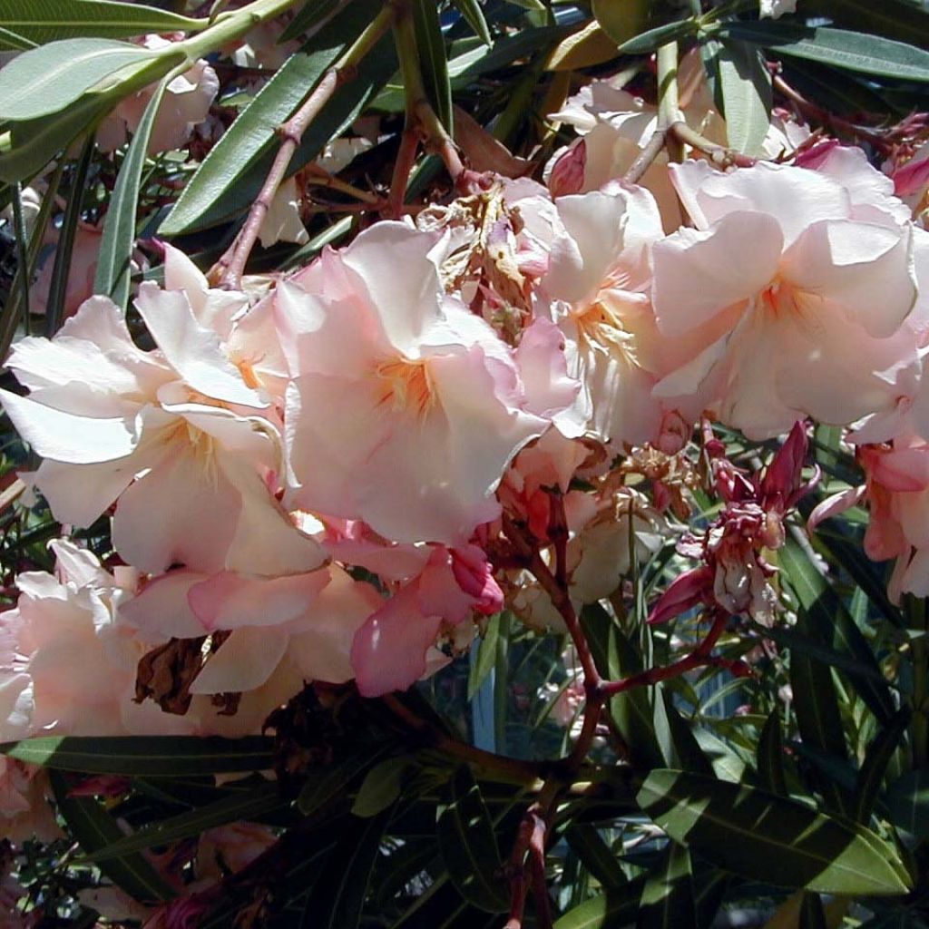 Oleanteri Provence