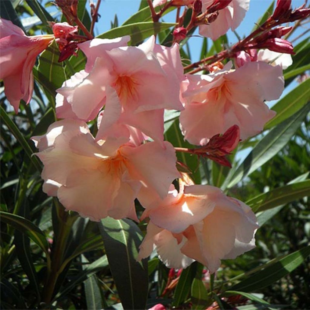 Oleanteri Provence
