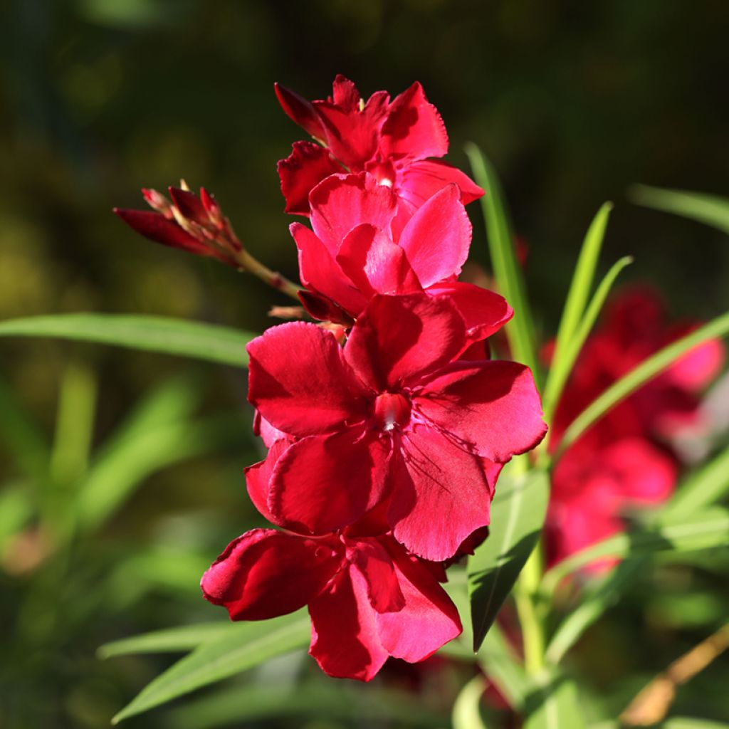 Oleanteri Scarlet Beauty