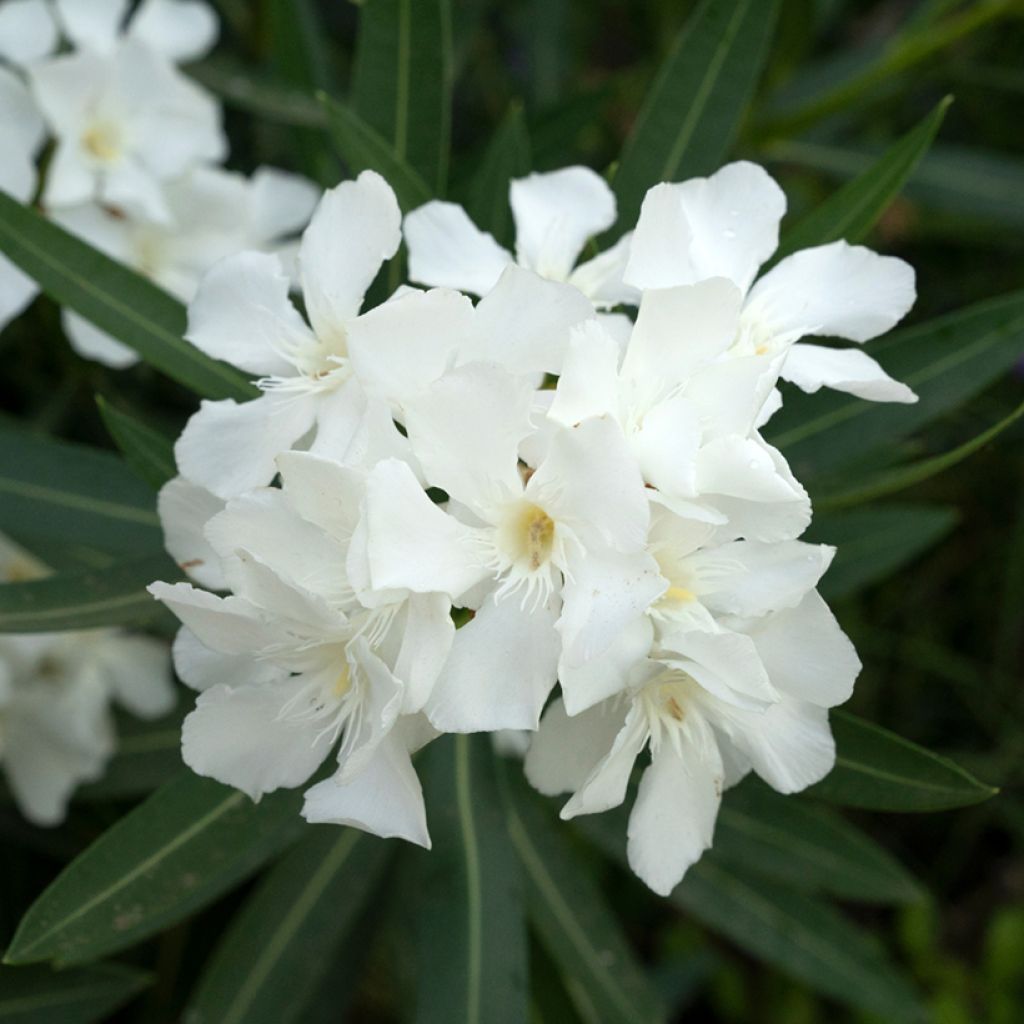 Oleanteri Sœur Agnès