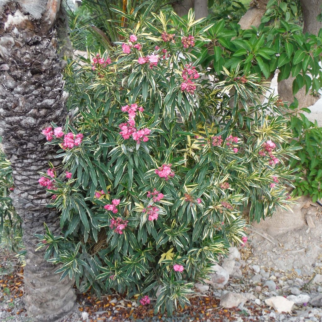 Oleanteri Variegata