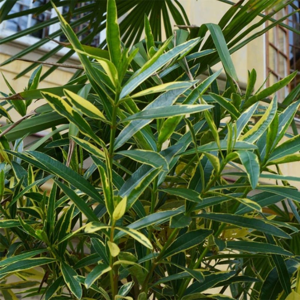 Oleanteri Variegata