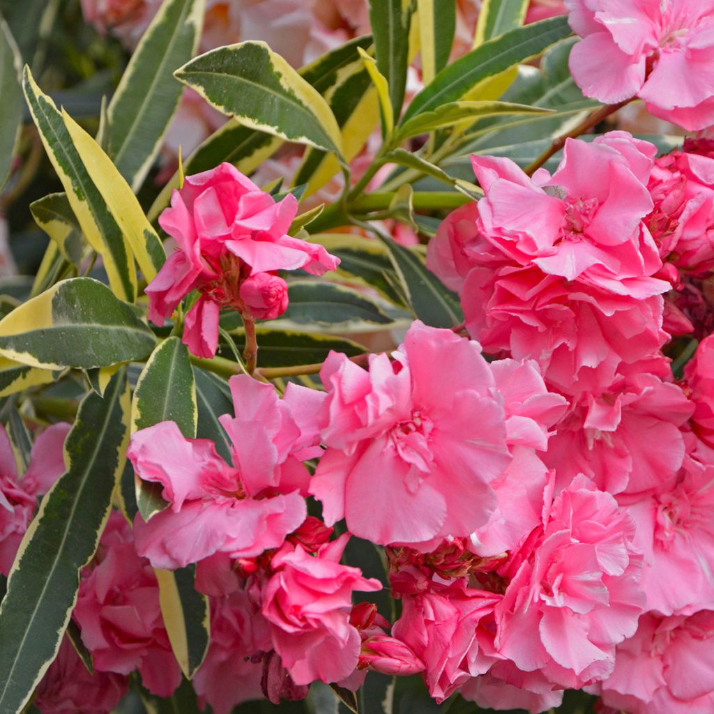 Oleanteri Variegata