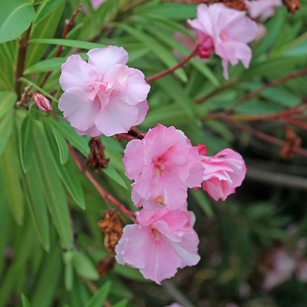 Oleanteri Roseum Plenum