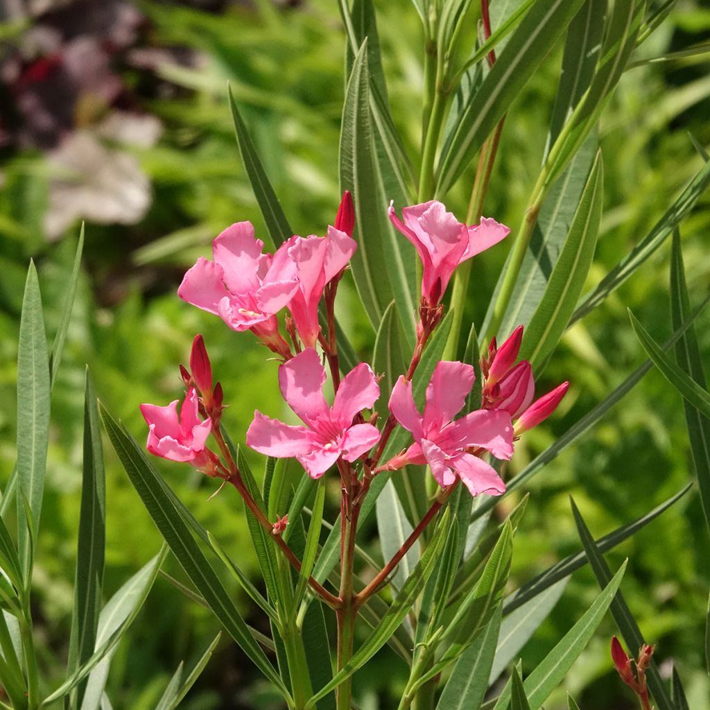 Oleanteri Maurin des Maures