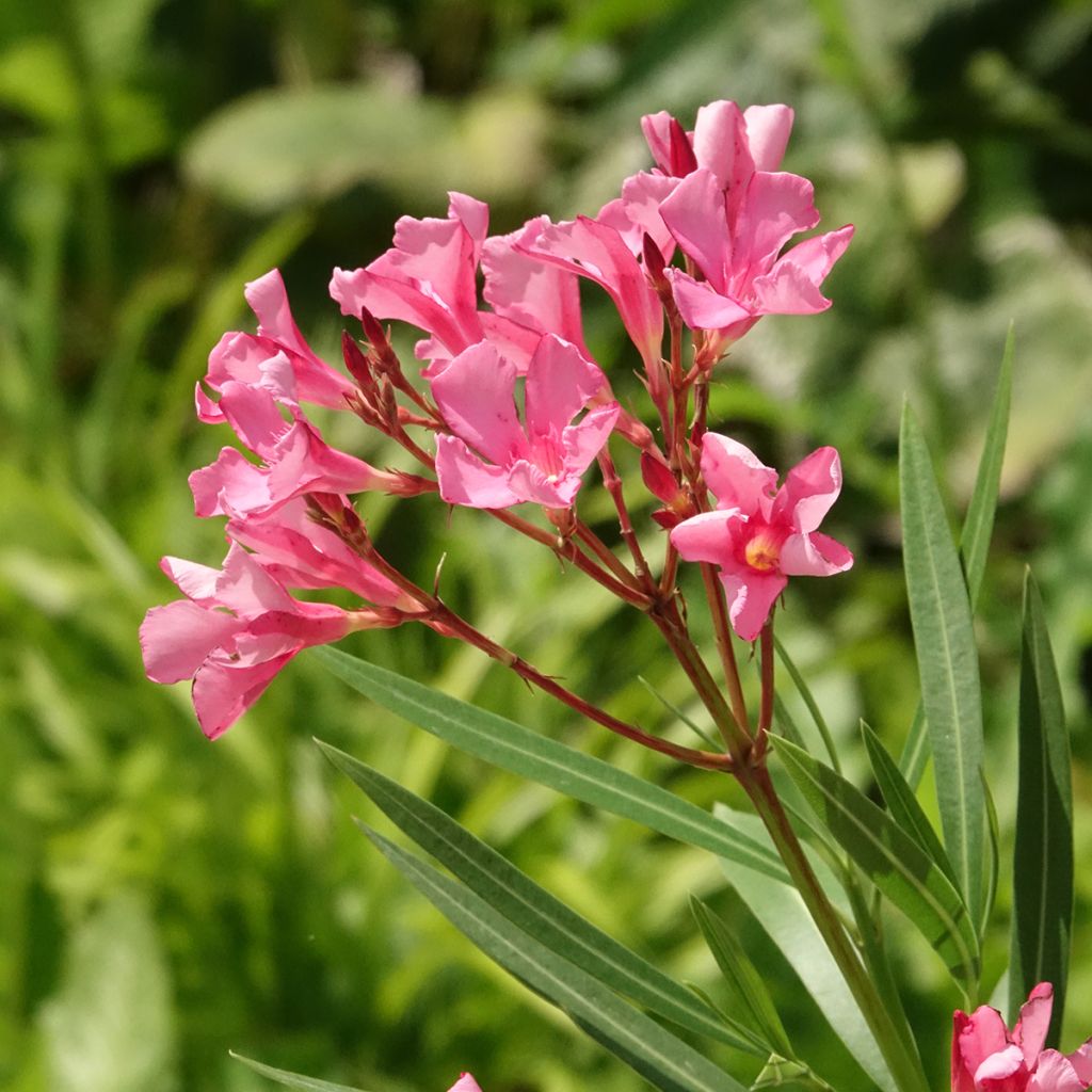 Oleanteri Maurin des Maures