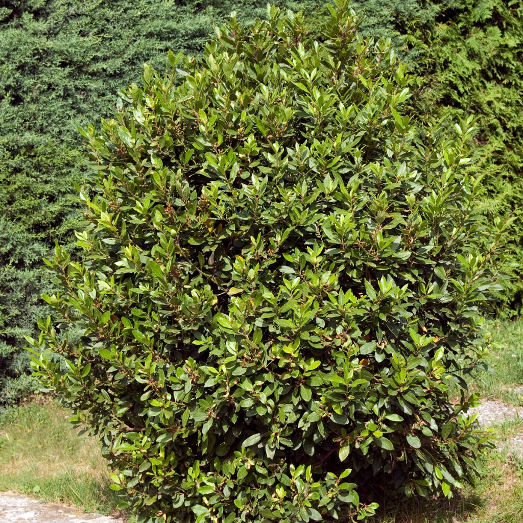 Välimerenlaakeri de Jerusalem