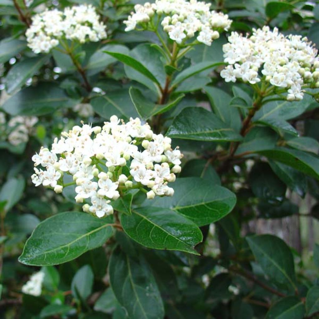 Laakeriheisi - Viburnum tinus