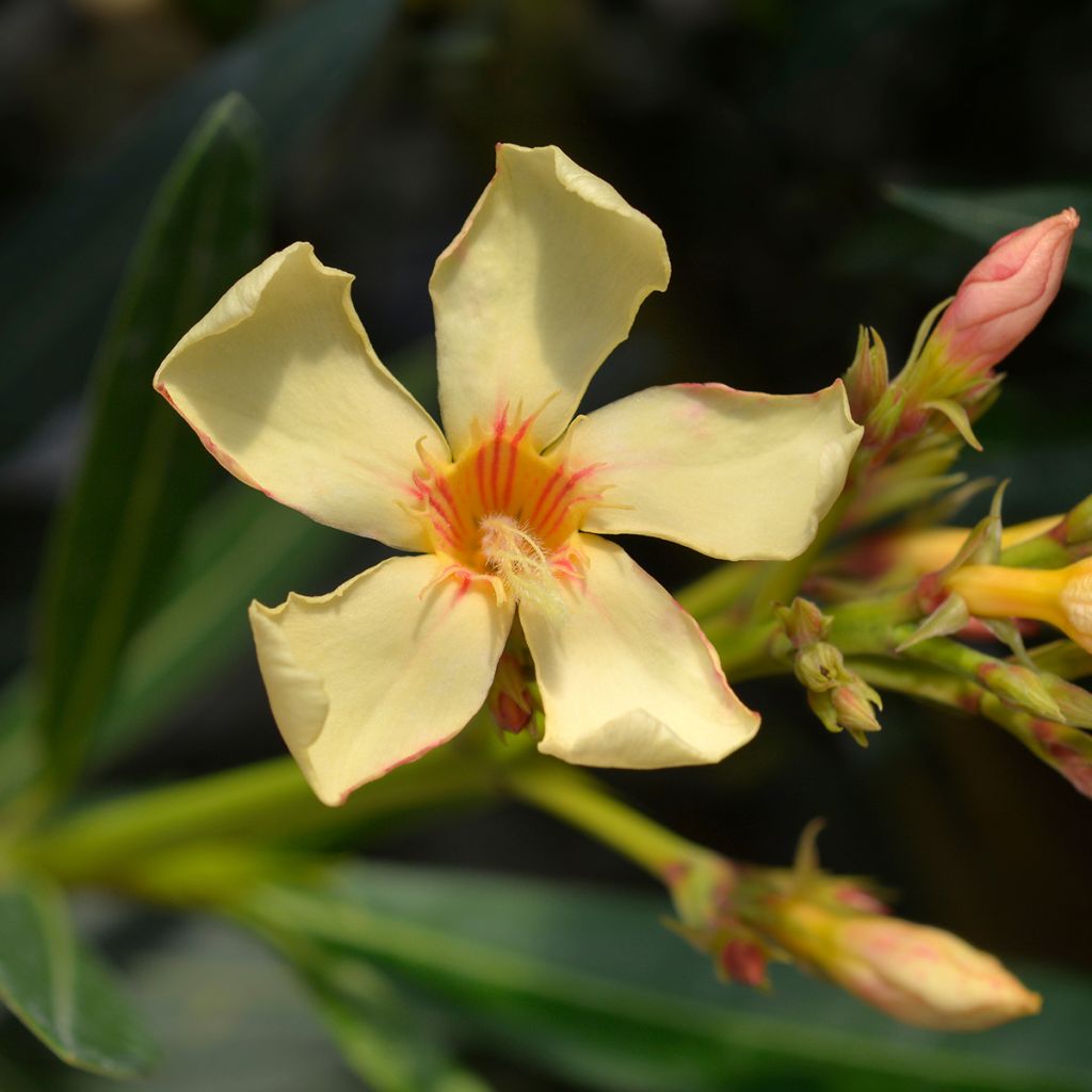 Oleanteri Jaune