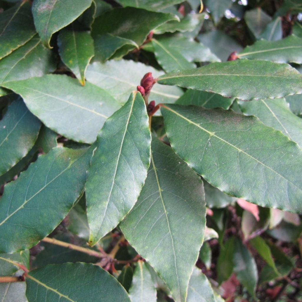 Välimerenlaakeri - Laurus nobilis