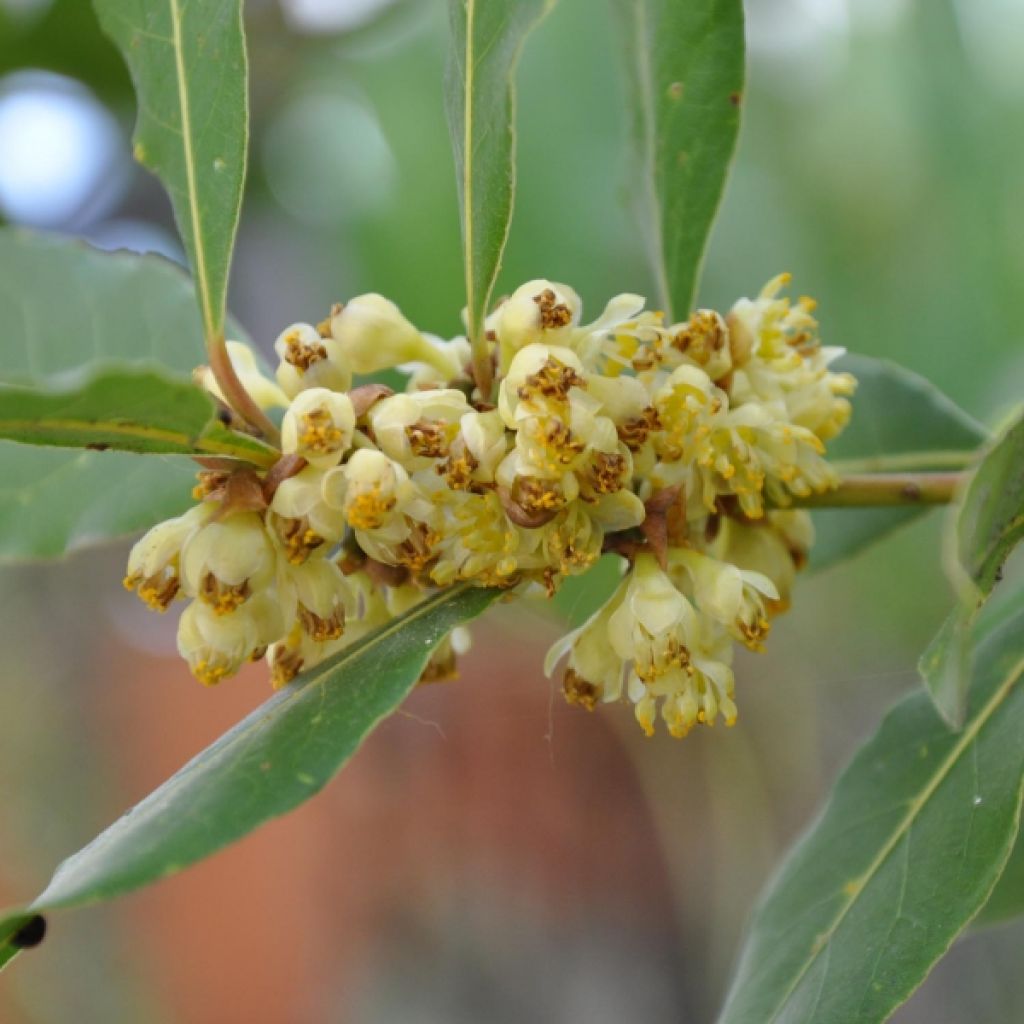 Välimerenlaakeri - Laurus nobilis