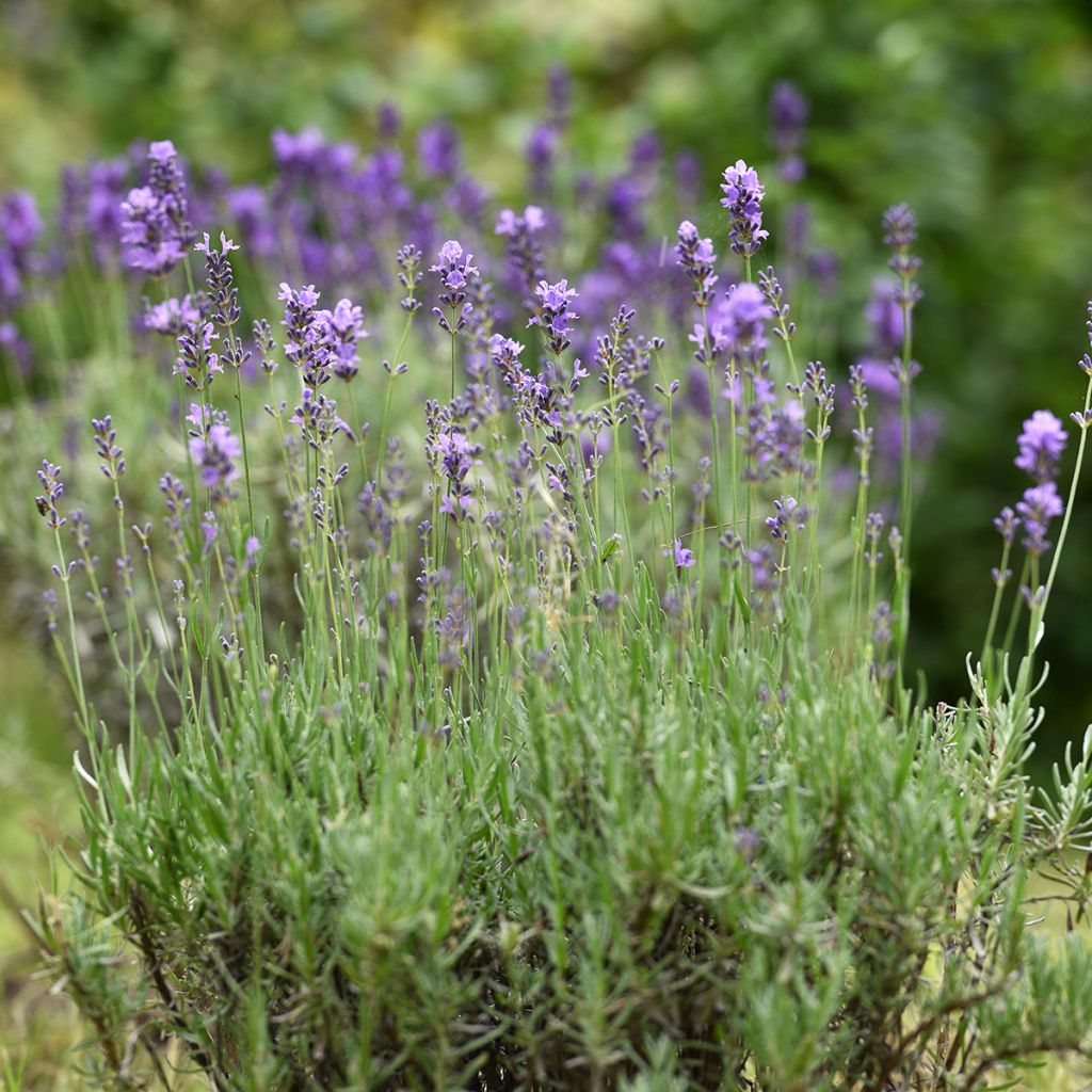 Tähkälaventeli - Lavandula officinalis