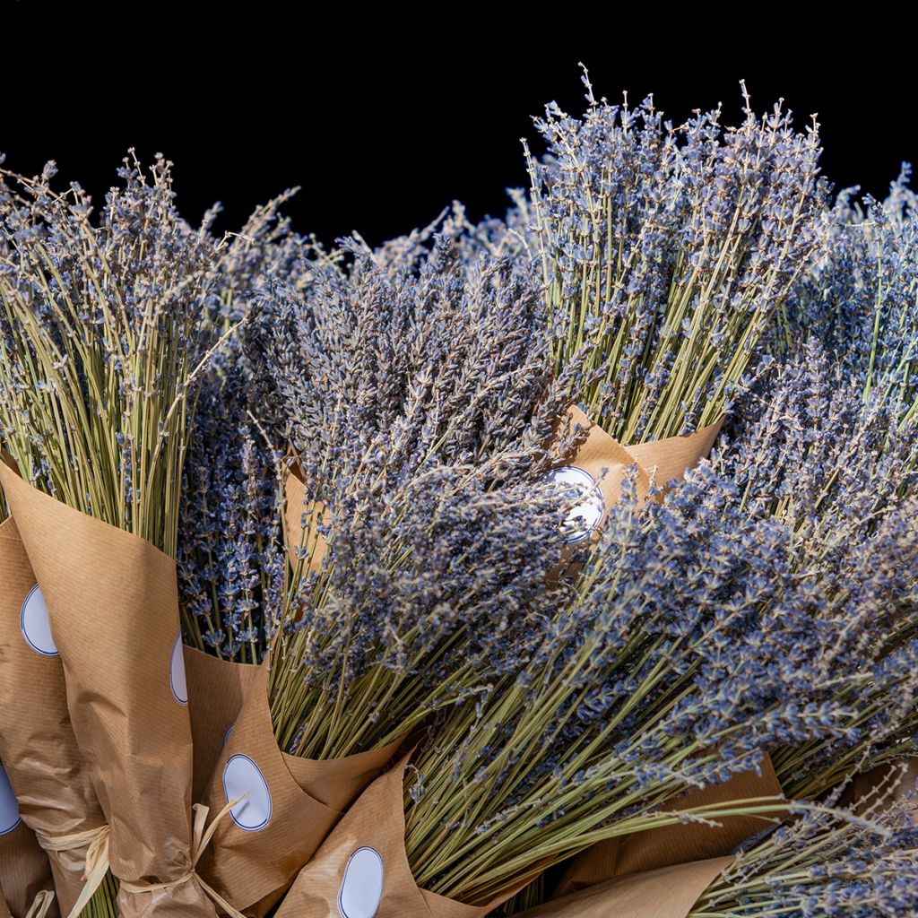 Tähkälaventeli - Lavandula officinalis