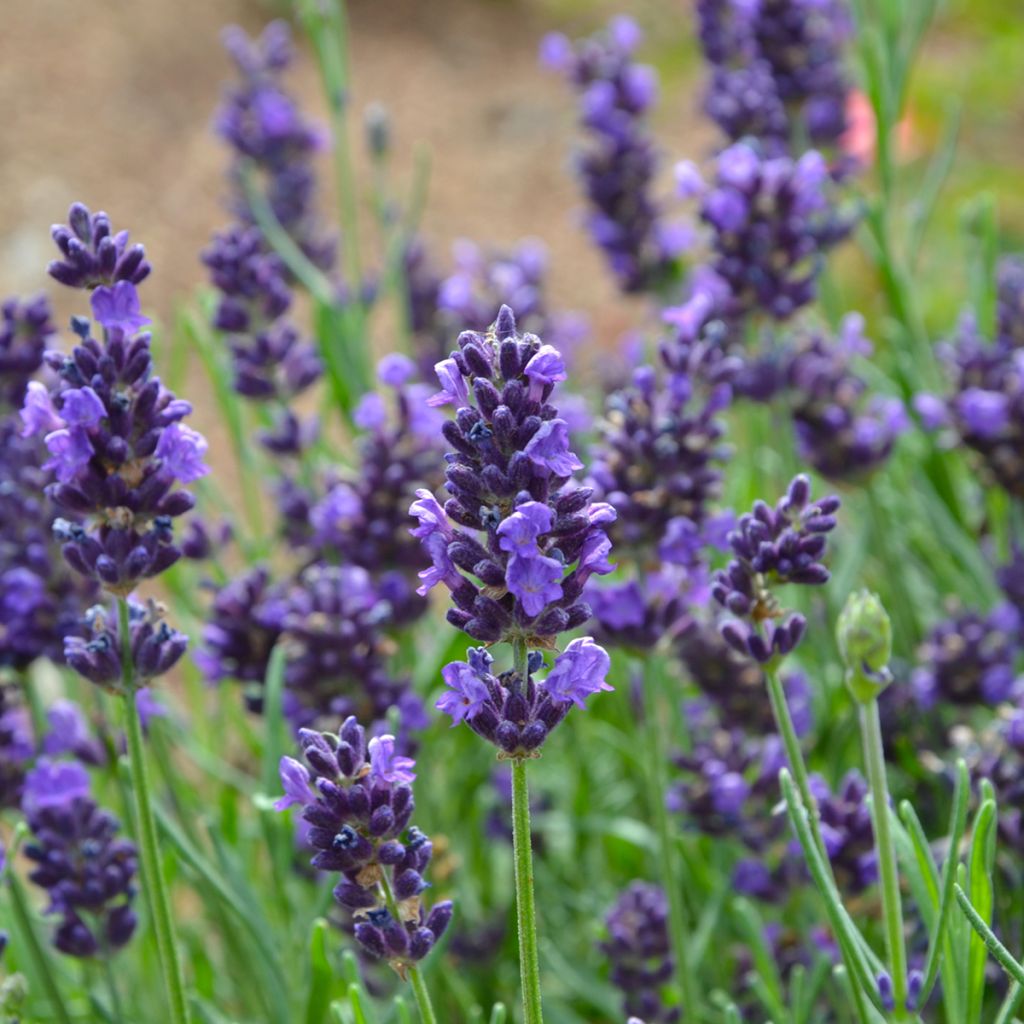 Tähkälaventeli - Lavandula officinalis