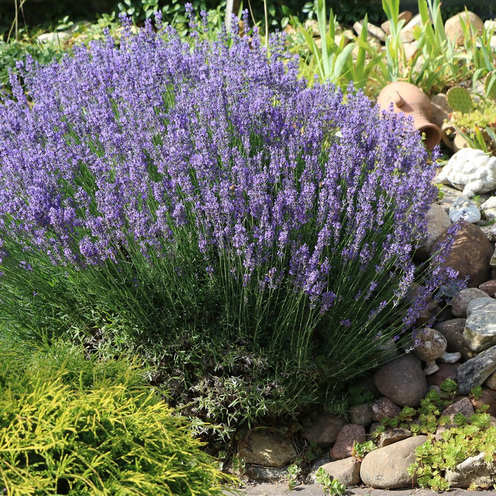 Tähkälaventeli - Lavandula officinalis