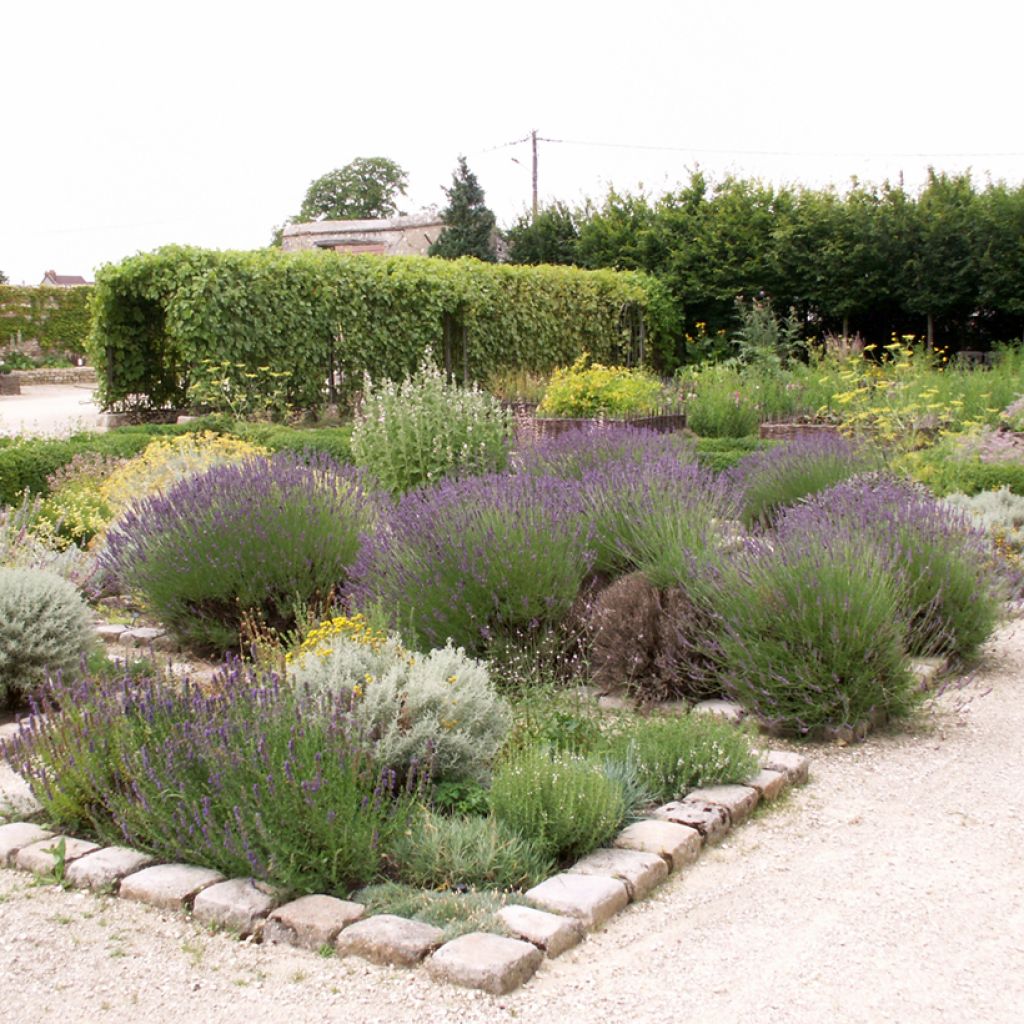 Tähkälaventeli - Lavandula officinalis