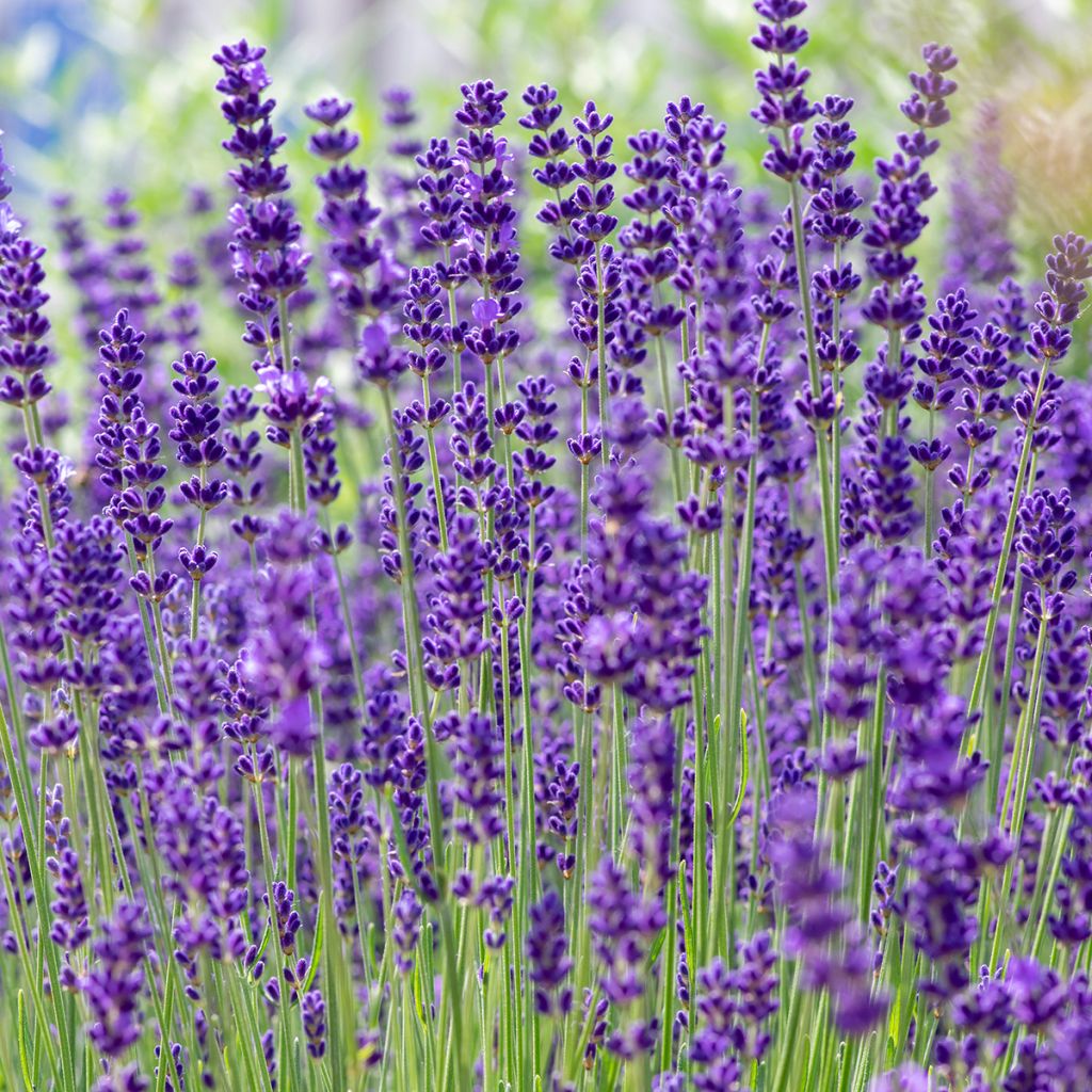 Tähkälaventeli luomu - Lavandula officinalis