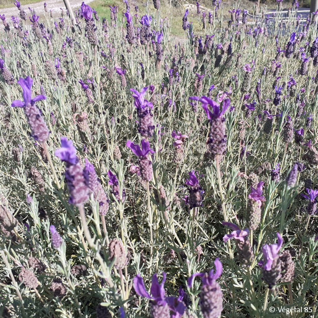 Tupsulaventeli Madrid Purple