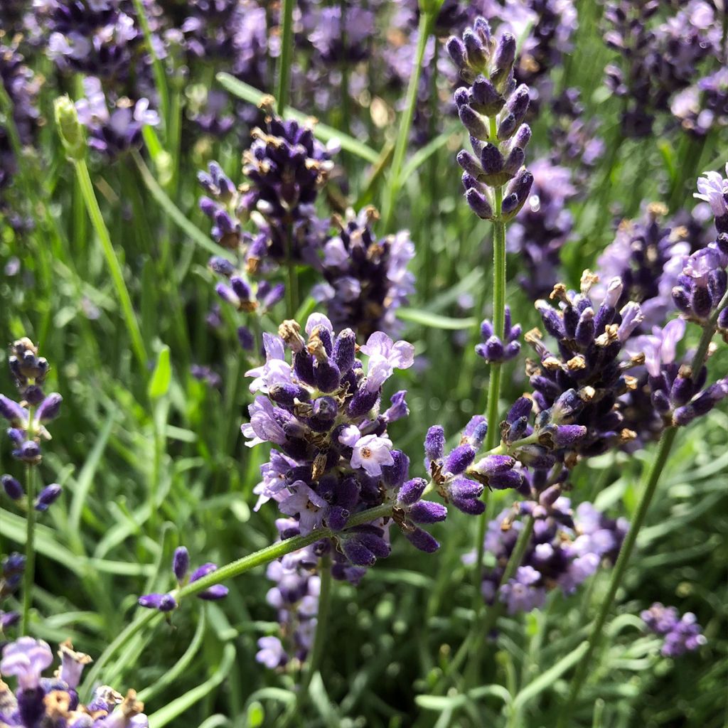 Tähkälaventeli Hidcote