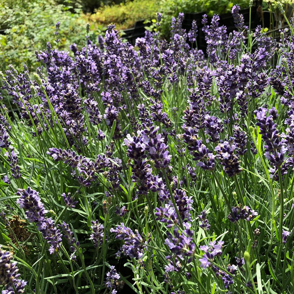 Tähkälaventeli Hidcote