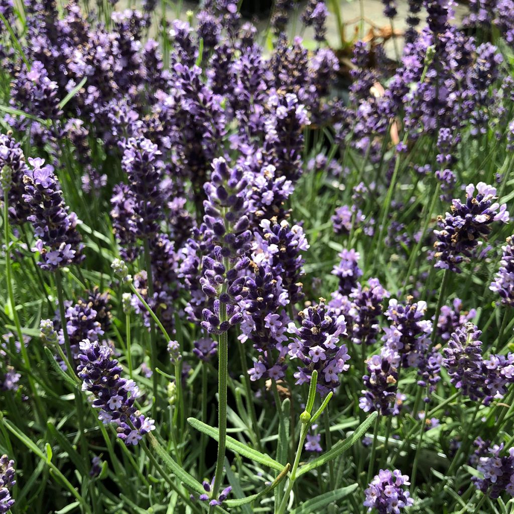 Tähkälaventeli Hidcote