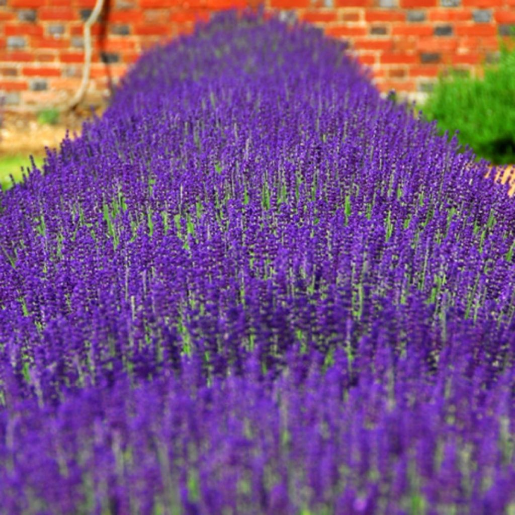 Tähkälaventeli Hidcote