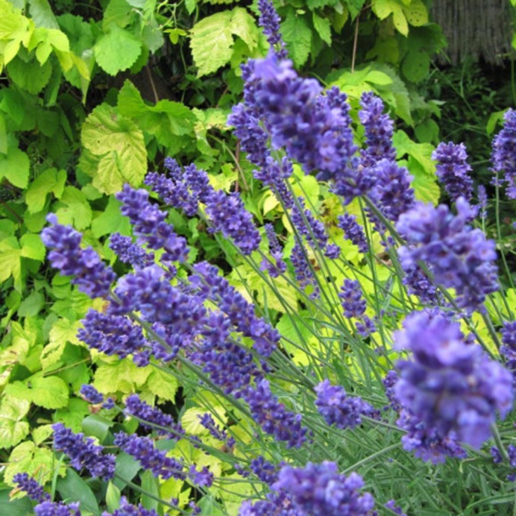 Tähkälaventeli Hidcote