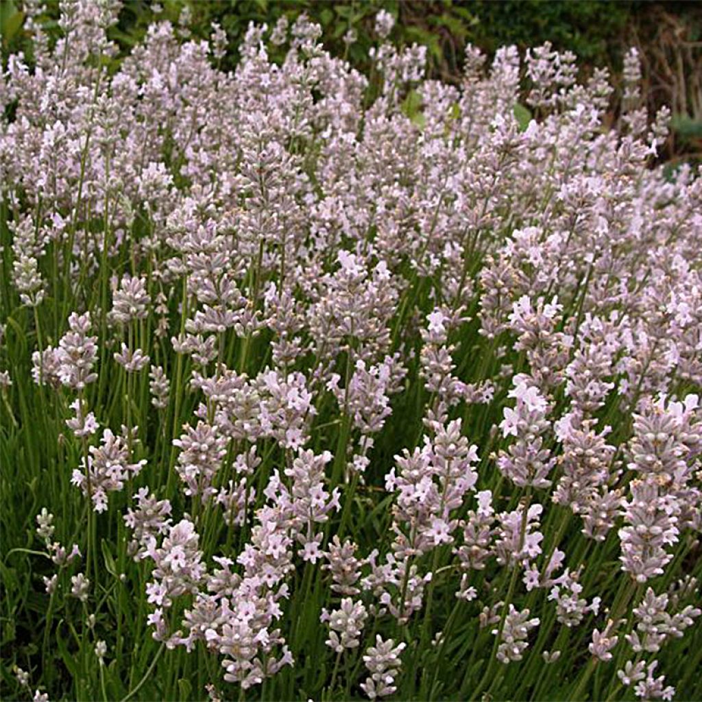Tähkälaventeli Rosea
