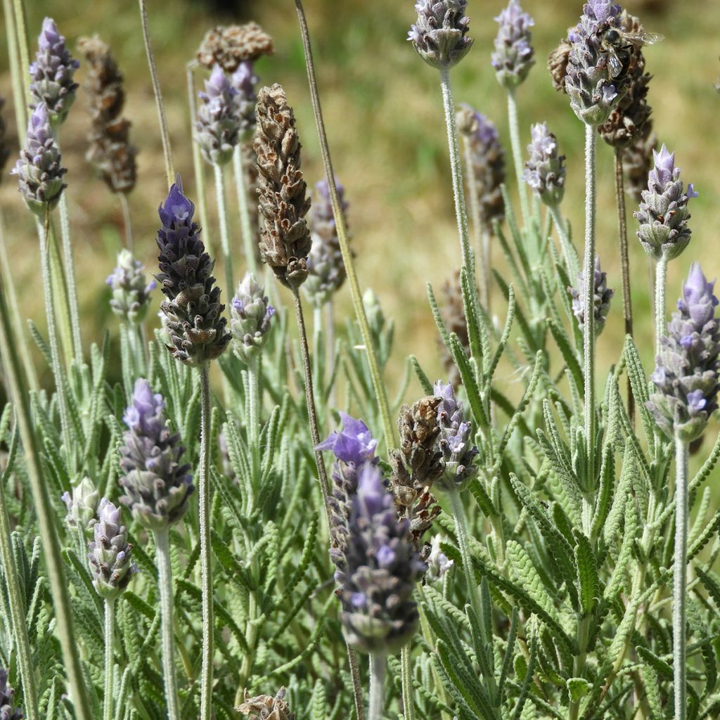 Tähkälaventeli - Lavandula dentata