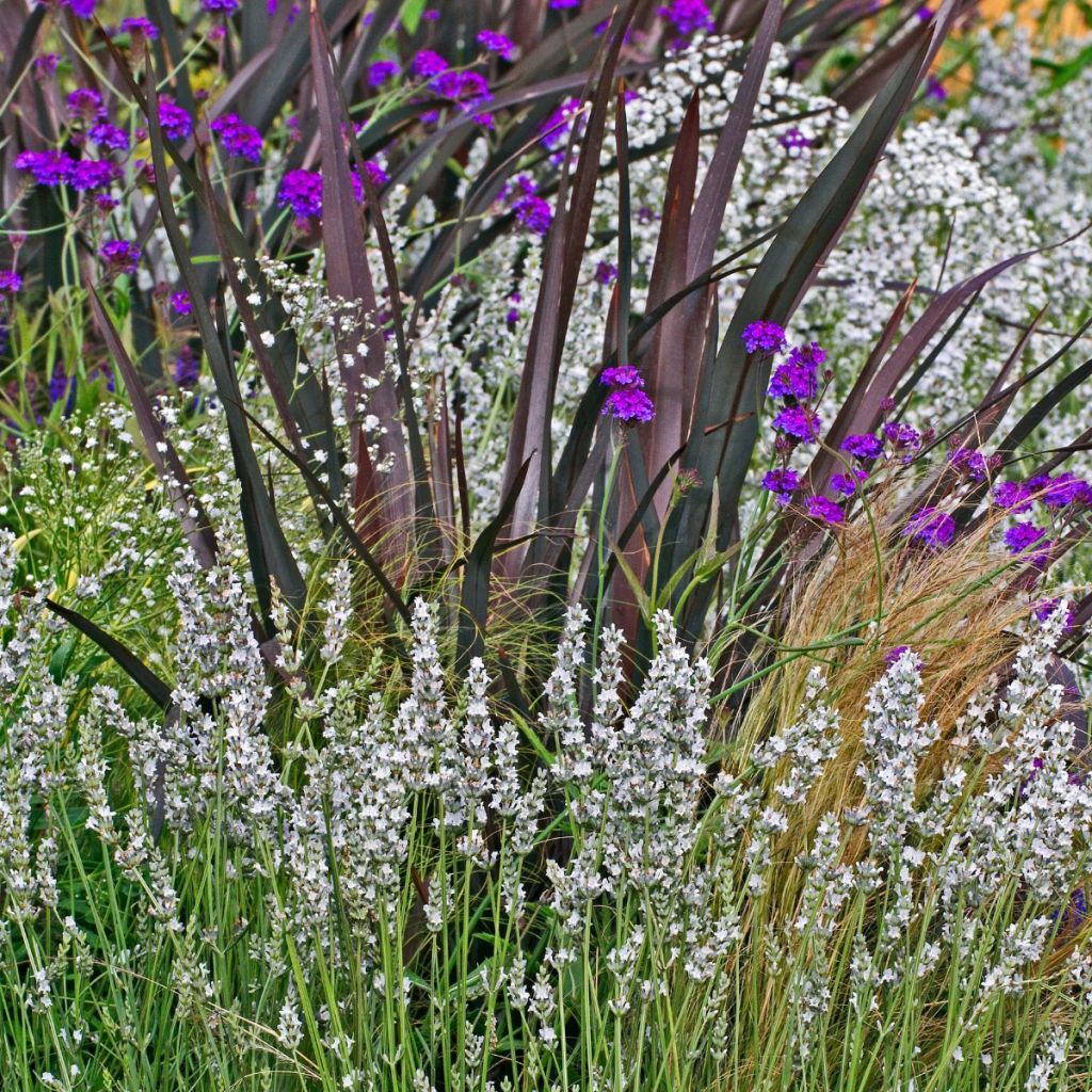Tähkälaventeli Alba
