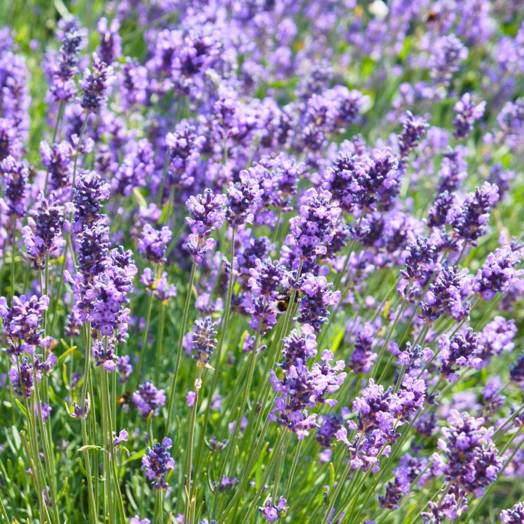 Tähkälaventeli Hidcote