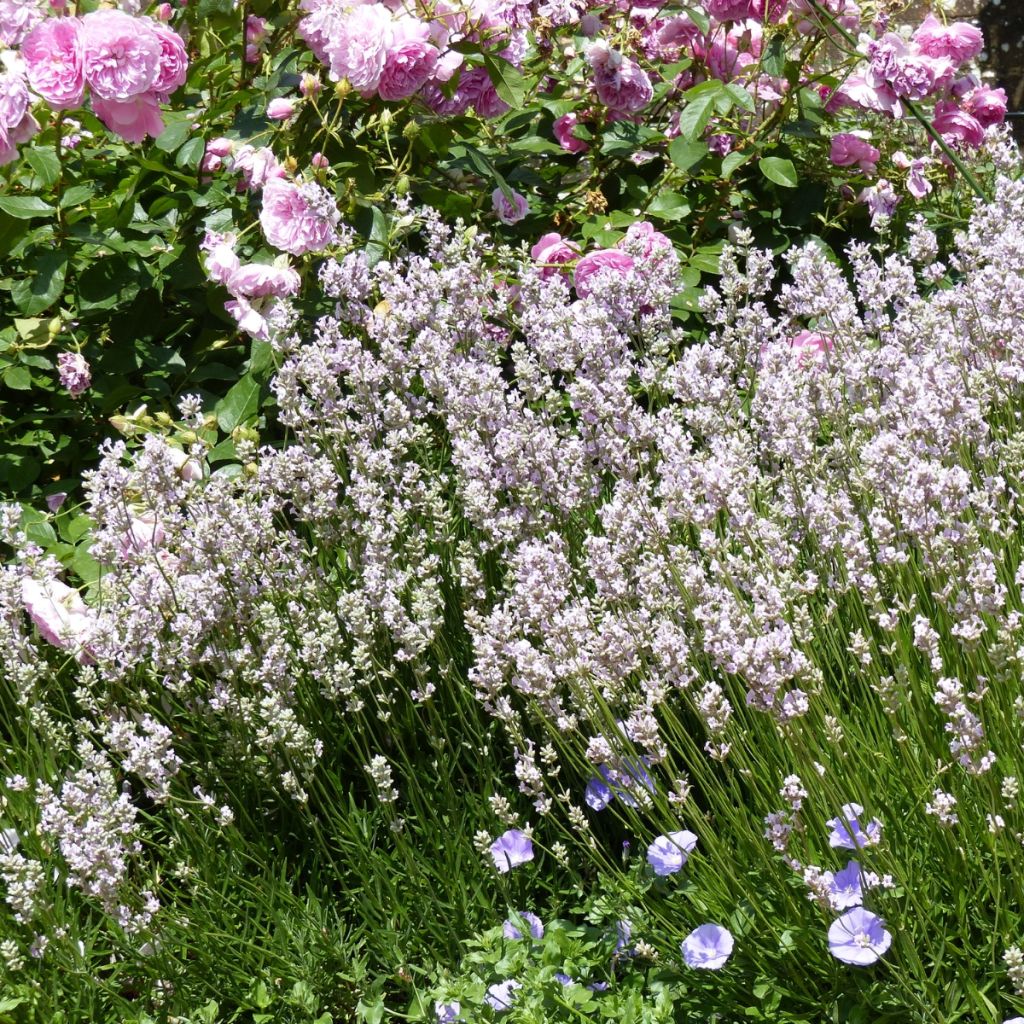 Tähkälaventeli Rosea