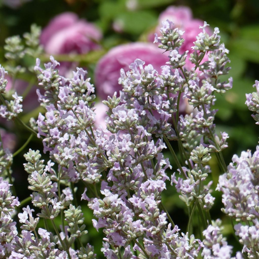 Tähkälaventeli Rosea