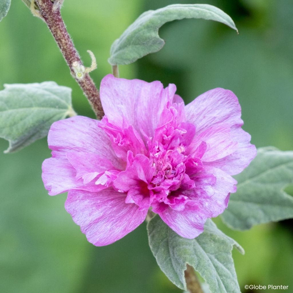 Malviki Princess Pink