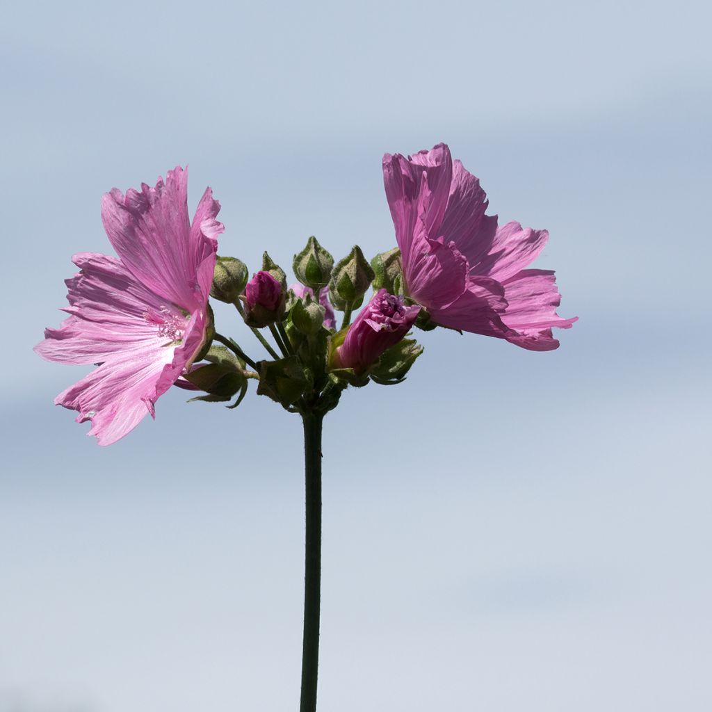 Tarhasalkoruusu Rosea