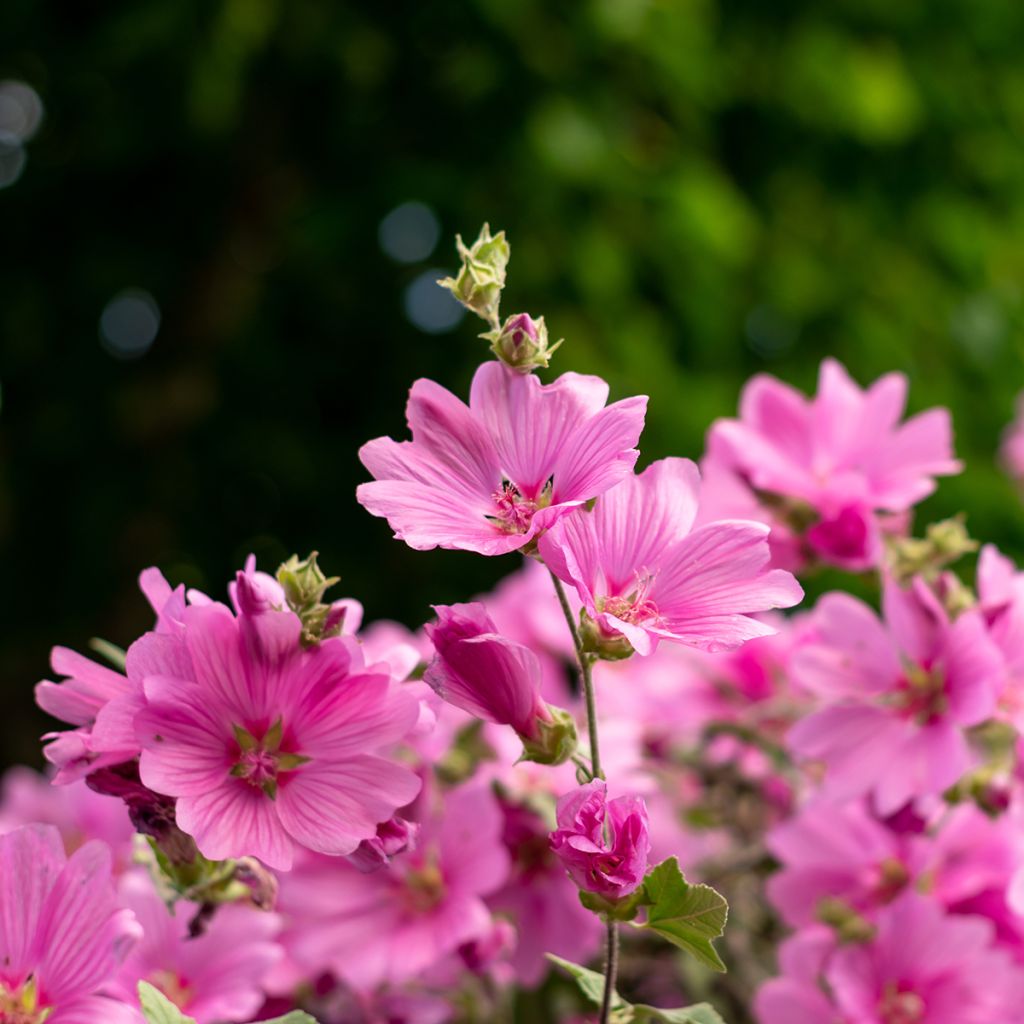 Tarhasalkoruusu Rosea