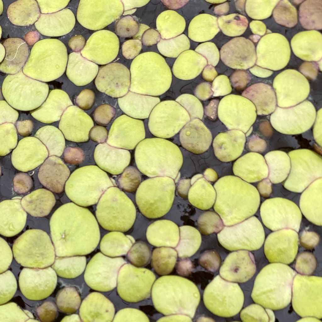 Isolimaska - Spirodela polyrhiza